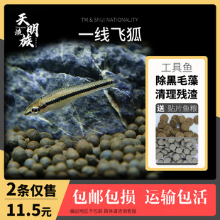 黑线一线飞狐鱼活体观赏鱼小猴飞狐金苔鼠藻杀手工具鱼黑毛藻克星