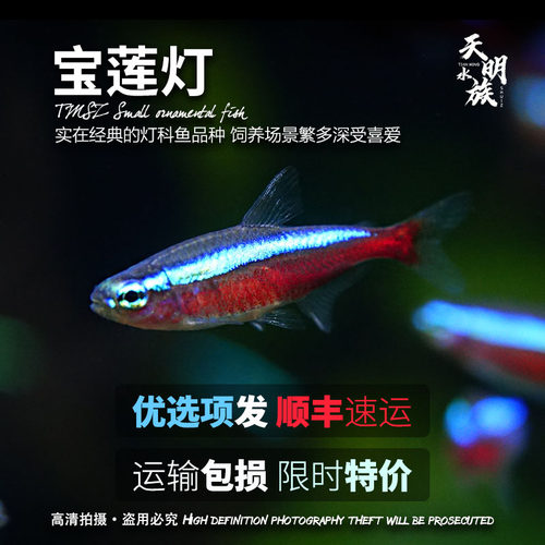 顺丰发货宝莲灯鱼印尼淡水小大号群游观赏鱼幼苗巴西f1宝莲灯鱼