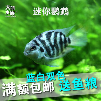 鹦鹉小型草缸热带观赏鱼台湾新品