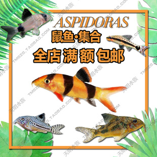 清道夫金苔鼠尼格罗青内瑞拉委青黑Y纹三间鼠白咖啡熊猫鼠鱼活体