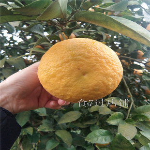 湖北湖南野生酸抛柑臭皮柑抛柑新鲜孕妇黄皮水果苦柑子酸泡柑酸柑