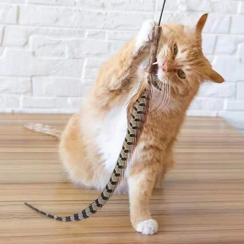 鸵鸟毛逗猫棒超长杆鸵鸟毛v山鸡毛猫咪玩具大羽毛铃铛互动逗猫棒