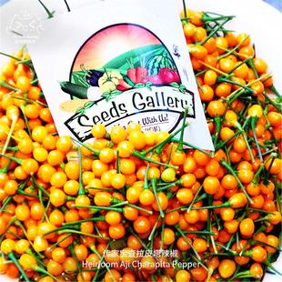 查拉皮塔辣椒种子迷你柑橘果味超辣高产浓郁传家宝春秋阳台盆栽