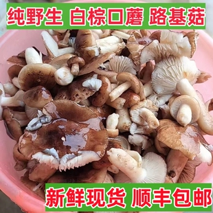 现货野生新鲜白棕口蘑路基菇松毛菌南风菌蘑菇现货石子菌松树蘑菇