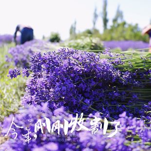 礼物 薰衣草干花花束18年新花客厅装 饰真花伊犁送女友