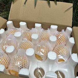 蒙阴黄桃【口感不售后】到货立即取出通风放置