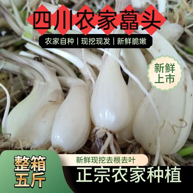 四川新鲜藠头鲜嫩可口