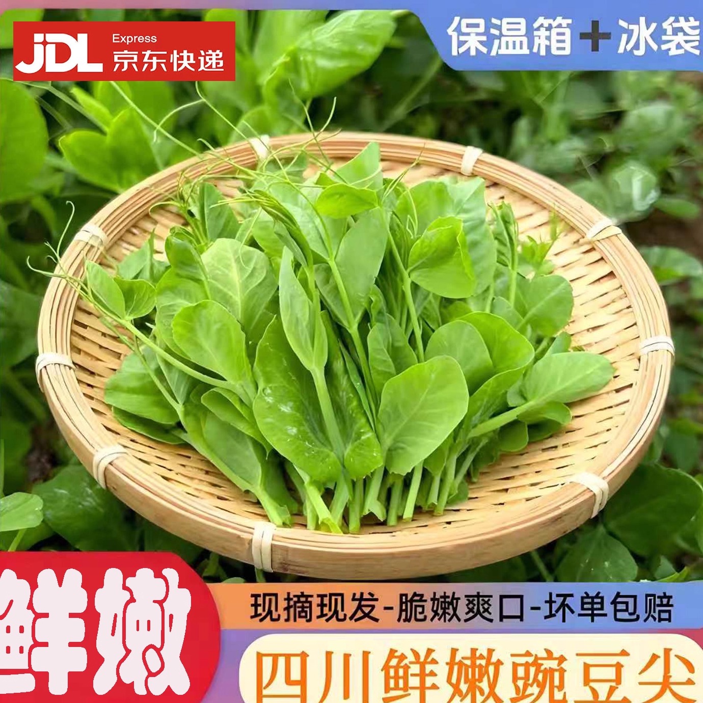 正宗四川特产农家嫩新鲜豌豆尖一叶一心当季现掐蔬菜自种龙须豆苗