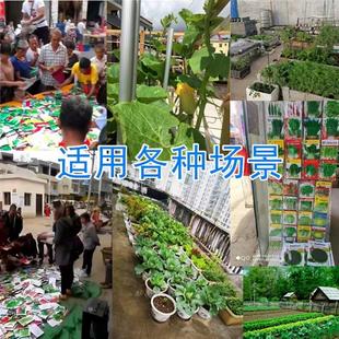 2025 Four Seasons Pot Planting of Various Vegetable Seed s3