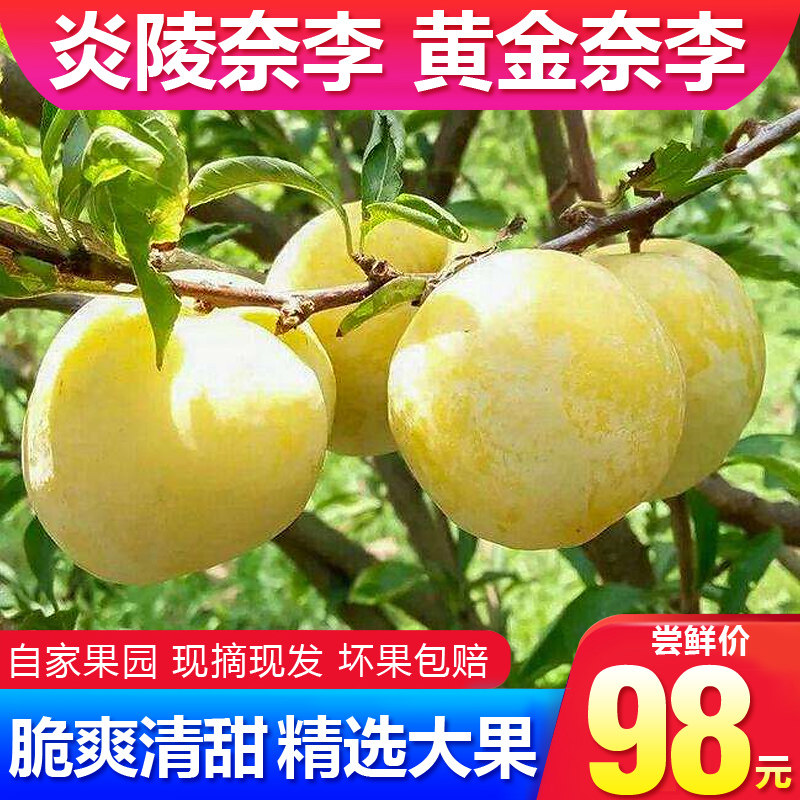 炎陵高山黄金奈李超甜现摘