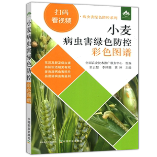 现货包邮 小麦病虫害绿色防控彩色图谱 张云慧 李祥瑞 黄冲 小麦病虫害绿色防控病害识别及绿色防治技术书籍 中国农业出版社