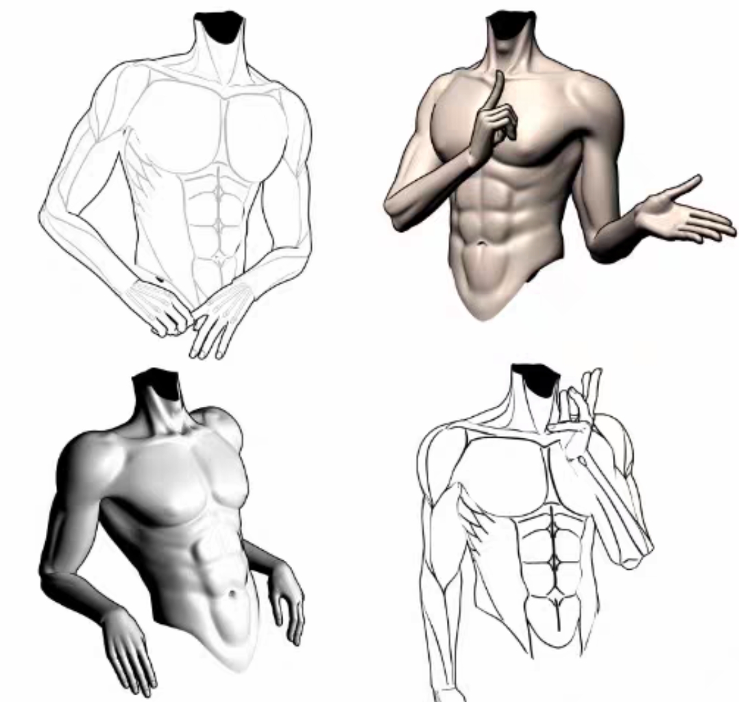 【csp模型】绘画男性躯干 3d模型，可以变换角度放大缩小