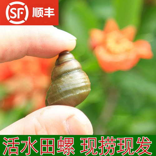 湖北活水田螺新鲜4斤加冰包邮