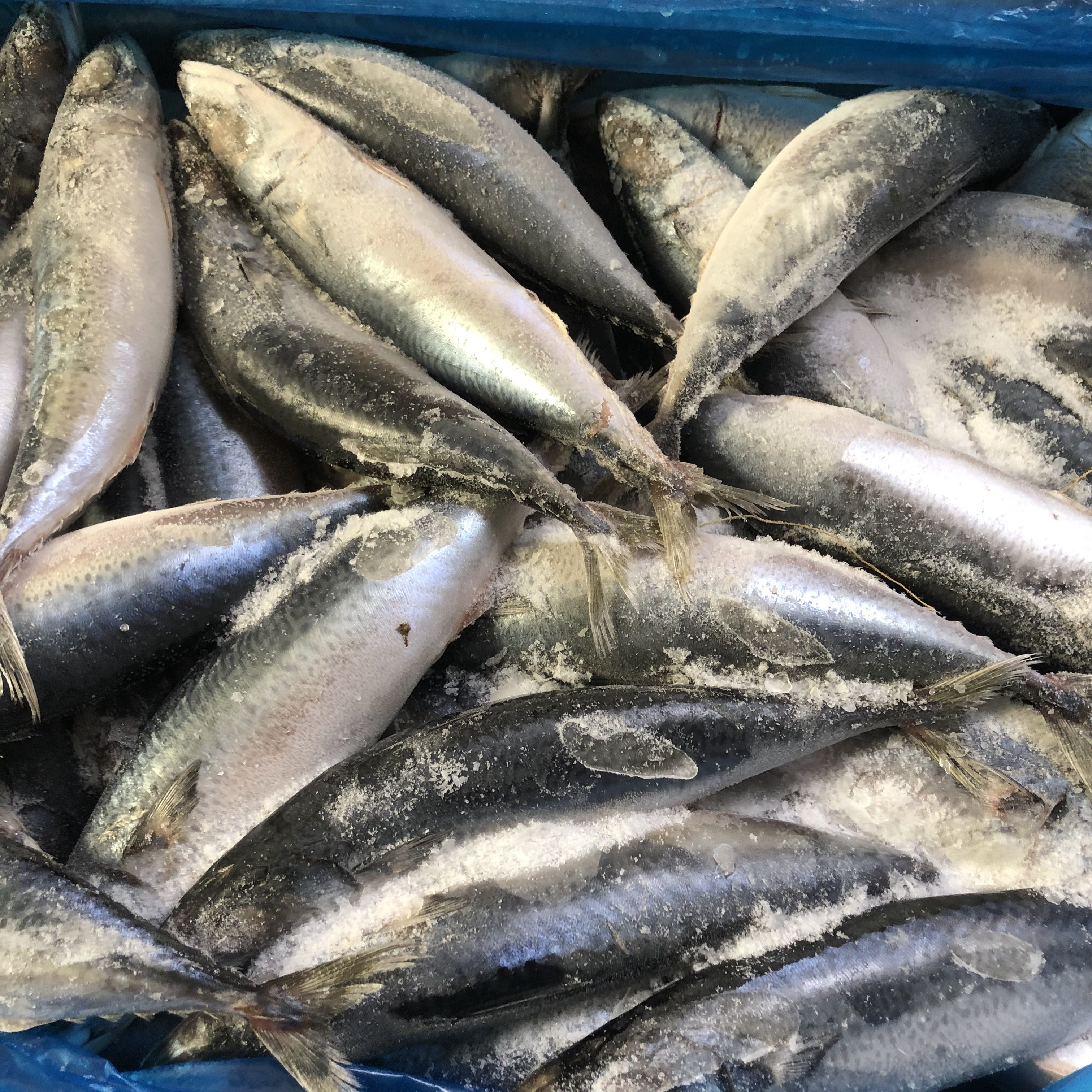 30斤 海鲜特产新鲜鲐鱼冷冻鲐鱼青花鱼 鲭鱼新鲜美味价格实惠海鲜