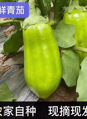 河南特产绿茄子农家新鲜现摘