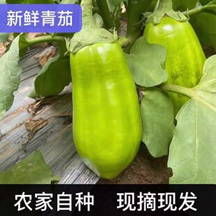 河南特产绿茄子农家自种新鲜现摘绿皮茄子生吃青茄蔬菜