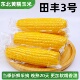 田丰3号东北黄糯玉米新鲜大棒粘黏苞米粗粮早餐健身主食真空包装