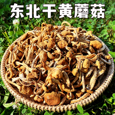 东北干滑子菇黄蘑菇干货菌菇无根肉厚非野生小鸡炖蘑菇口感嫩滑