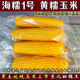 2025东北鲜食黄糯甜玉米香软黏玉米黄糯粘苞米棒新鲜采摘真空包装