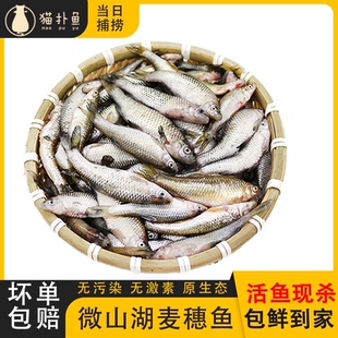 微山湖小麦穗鱼小罗汉鱼淡水鱼柳条鱼食蚊鱼原生态小杂鱼新鲜顺丰