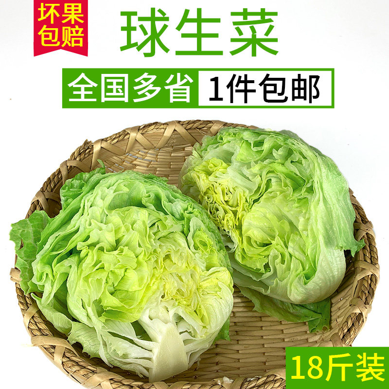 汉堡用球生菜18斤 西餐新鲜蔬其它