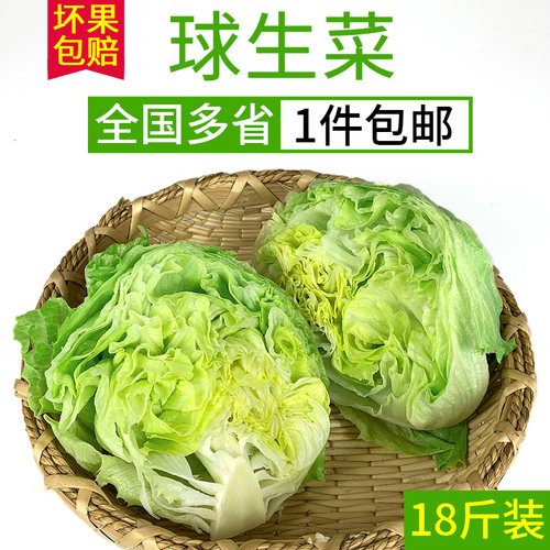 汉堡用球生菜18斤 西餐新鲜蔬菜生吃沙拉食材结球形圆型西生菜