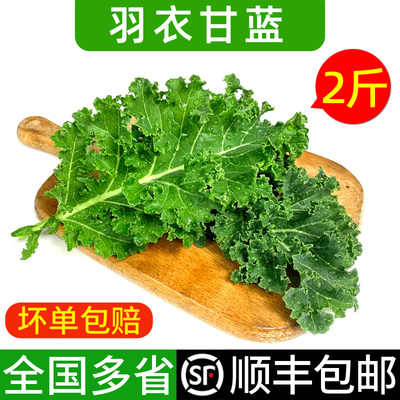 羽衣甘蓝2斤 新鲜蔬菜 嫩叶芥蓝菜 kale沙拉榨汁食材 多省包邮