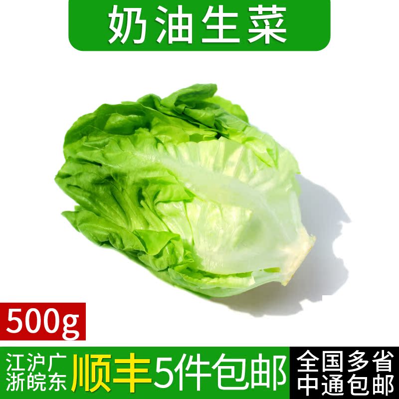 奶油生菜500g 新鲜蔬菜沙拉食材西餐配菜 波士顿生菜 5件包邮