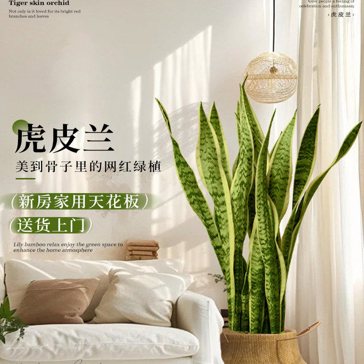 金边虎皮兰绿植客厅沙发旁大盆栽大型绿植/成品组合盆