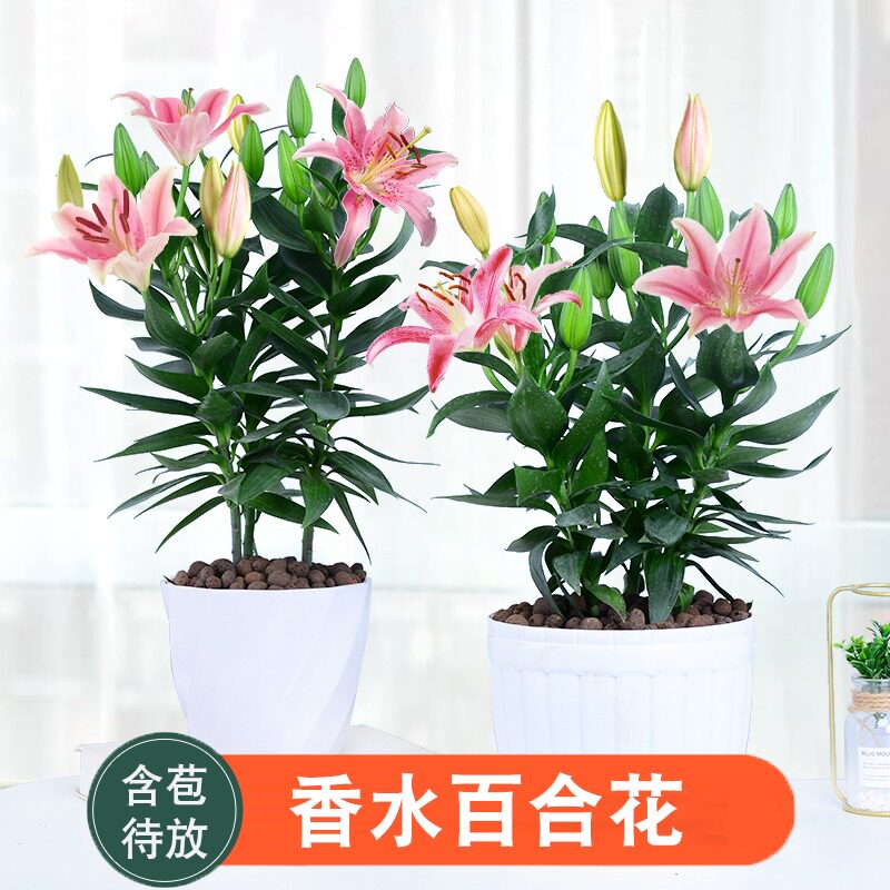 百合盆栽带花苞价格 百合盆栽带花苞图片 星期三
