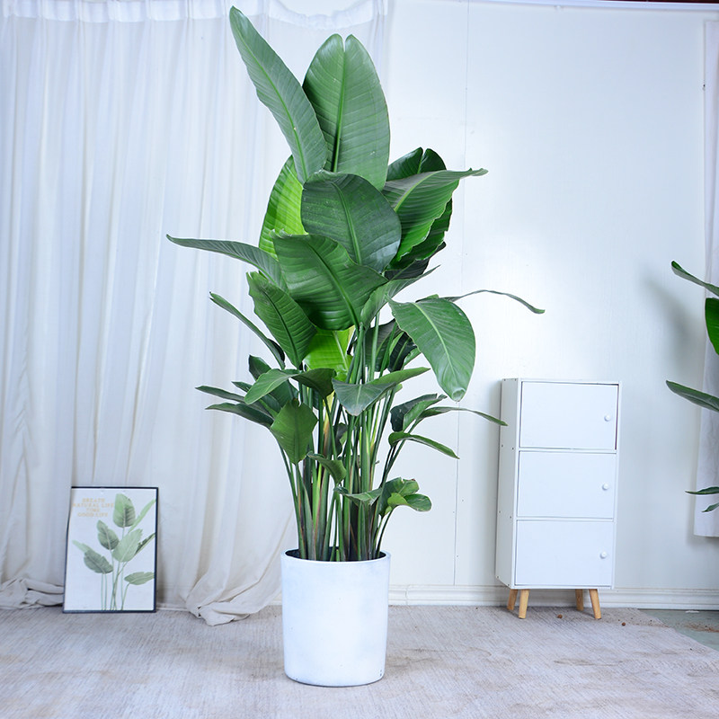 天堂鸟盆栽客厅绿植室内大型植物办公室北欧风花卉鹤望兰大盆栽