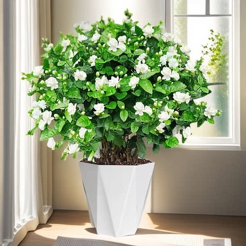 茉莉花苗盆栽花卉植物室内驱蚊栀子花水培好养绿植九里香四季开花