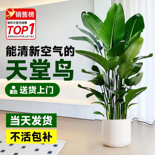 天堂鸟盆栽室内客厅大型绿植办公室落地式鹤望兰四季好养活植物