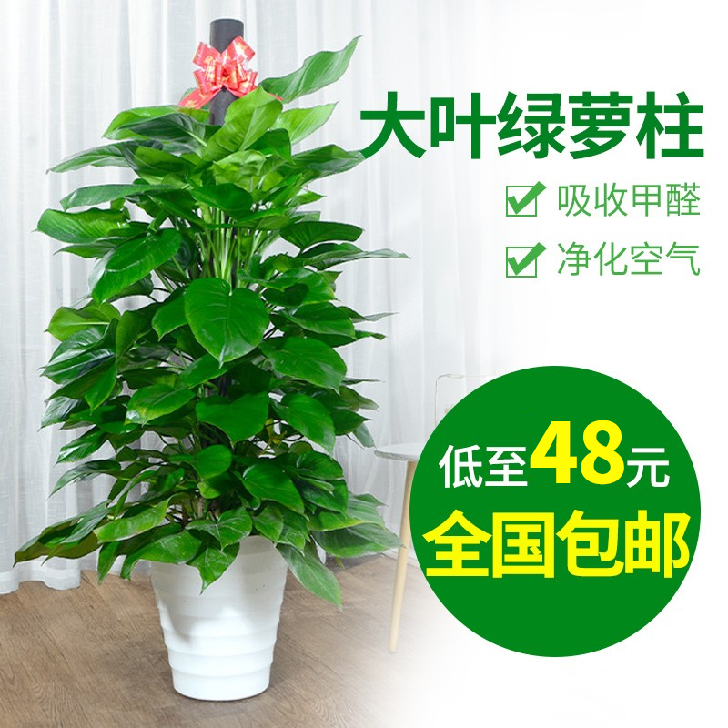 绿植办公室大叶好养绿萝柱