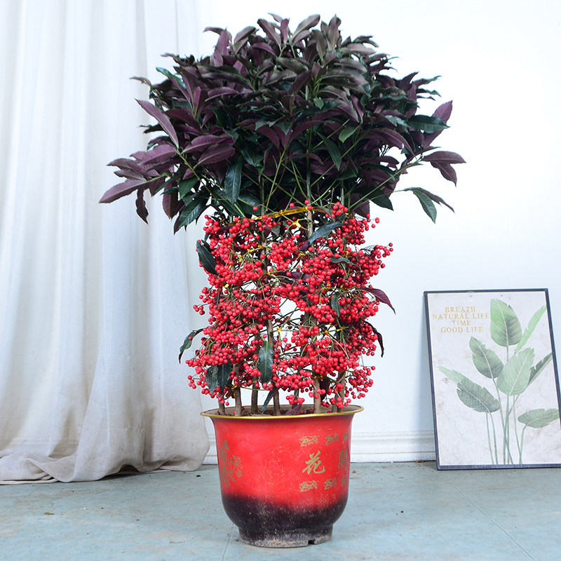 金玉满堂花盆栽植物带果发货富贵籽盆栽黄金万两室内客厅绿植