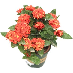 大盆龙船花盆栽庭院阳台观花仙丹花百日红水绣球四季开花好养绿植