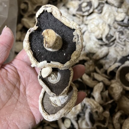 张家口口蘑 坝上张北土特产食用菌农产品干货 白口蘑开伞黑里口蘑