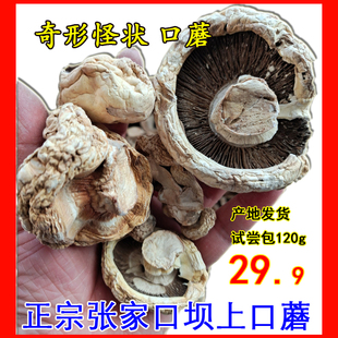 口蘑干货优质免洗口蘑新鲜干货张家口坝上张北口蘑绿乐园农产品