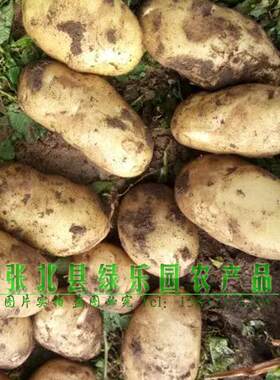 张北土豆 马铃薯 张家口坝上一宝 山药蛋 新鲜农产品 土豆 不包邮