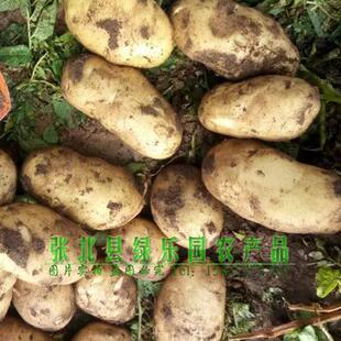 张北土豆 马铃薯 张家口坝上一宝 山药蛋 新鲜农产品 土豆 不包邮
