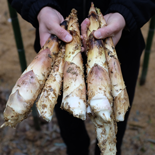 【先看页面售后要求】临安天目山新鲜雷笋3斤/5斤春笋