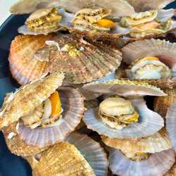 【拍前看页面购前须知】鲜活带壳栉孔扇贝约4/5/7斤 发顺丰快递