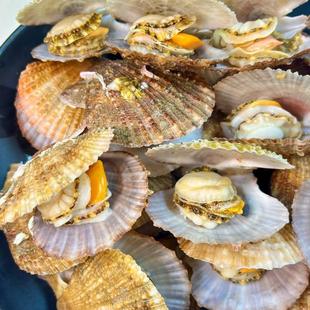 【拍前看页面购前须知】鲜活带壳栉孔扇贝约4/5/7斤 发顺丰快递