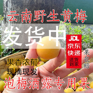 云南高山野生小黄梅鲜果新鲜泡酒梅子露酸梅子泡酒露果香浓郁