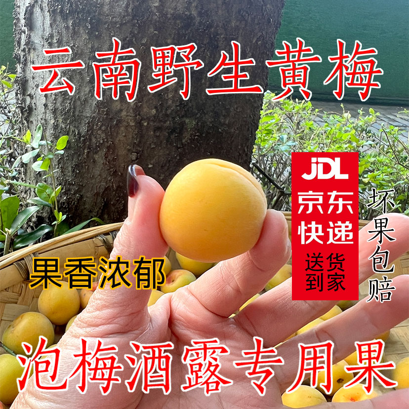 云南高山野生小黄梅鲜果新鲜泡酒梅子露酸梅子泡酒露果香浓郁