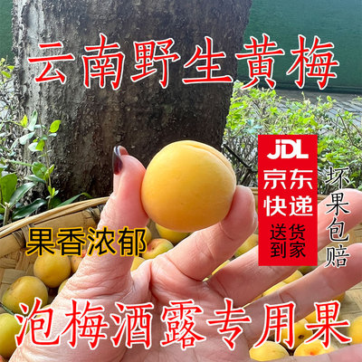 云南高山野生小黄梅鲜果泡酒