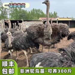 鸵鸟幼苗公母一对非洲纯种巨型成年鸵鸟幼崽活物鸵鸟活苗幼苗一对