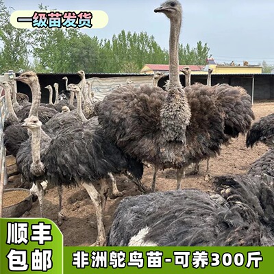 非洲鸵鸟幼苗一对活体脱温鸵鸟苗