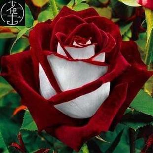 Seed Osiria Seeds Pack Gar Flower Rare Ruby 40Pcs Rose