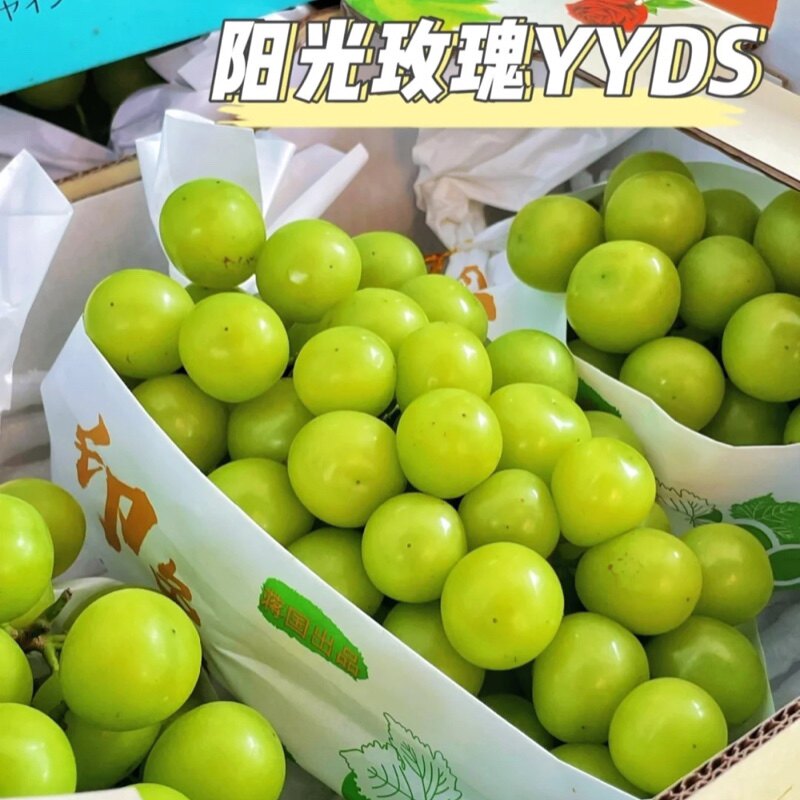 上海马陆葡萄阳光玫瑰5斤礼盒装无籽纯甜现摘当季新鲜水果 发顺丰